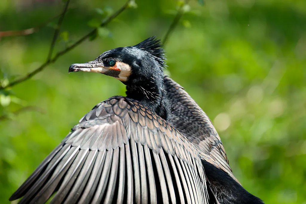 cormorant